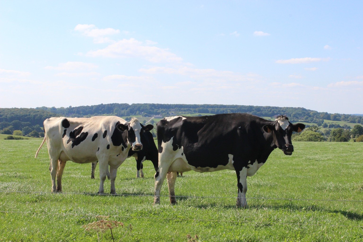 Nos belles vaches qui nous donnent du bon lait !